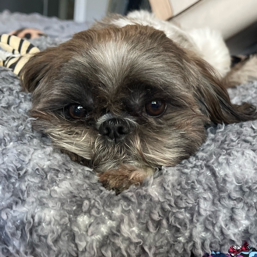 Meet your Posher, Angela